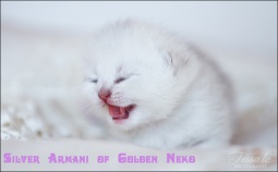 Silver Armani of Golden Neko