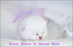 Silver Armani of Golden Neko