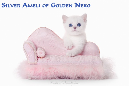 Silver Ameli of Golden Neko