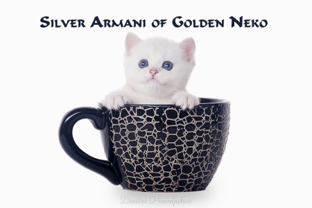 Silver Armani of Golden Neko