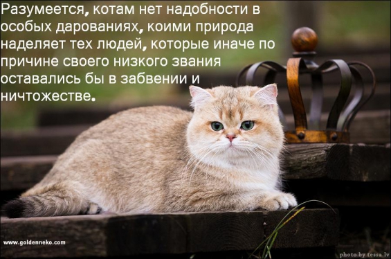 Котоматрица от Золотого Коррадо