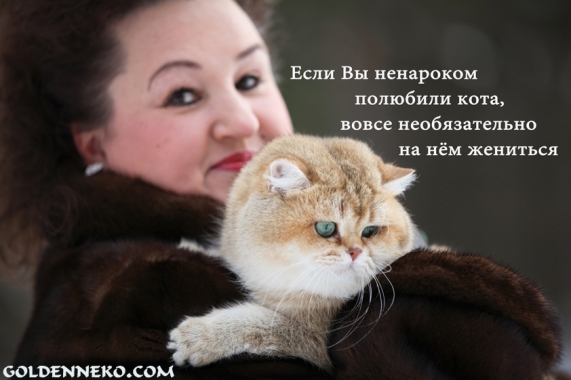 замуж за кота