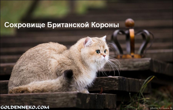 Котята голубое золото