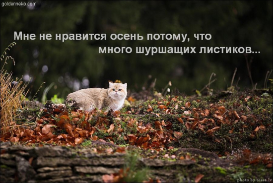 Котята голубое золото