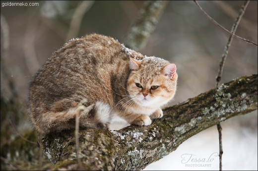 Золотая Иман из Golden Neko