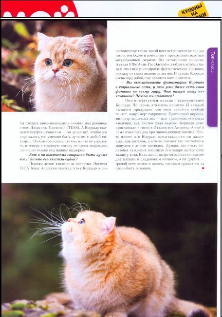 4-zolotoy-korrado-of-golden-neko-moj-drug-koshka-2013-2