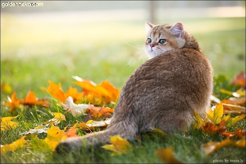 Кот Золотой Коррадо редкие и удивительные фотографии