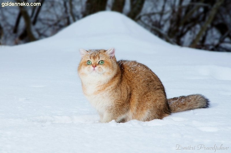 Кот Золотой Коррадо редкие и удивительные фотографии