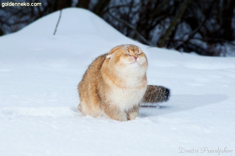 Кот Золотой Коррадо редкие и удивительные фотографии