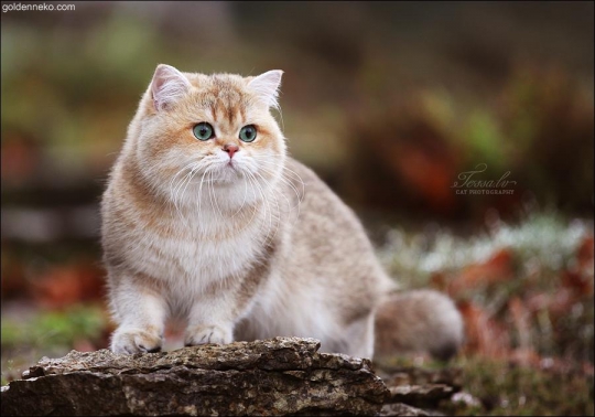 Кот Золотой Коррадо редкие и удивительные фотографии