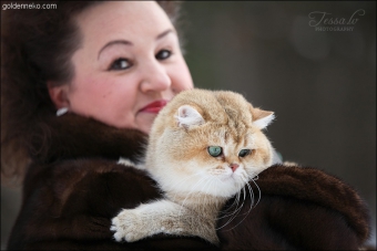 Кот Золотой Коррадо редкие и удивительные фотографии