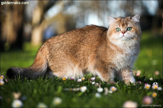 Кот Золотой Коррадо редкие и удивительные фотографии