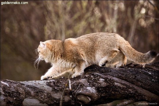 Кот Золотой Коррадо редкие и удивительные фотографии