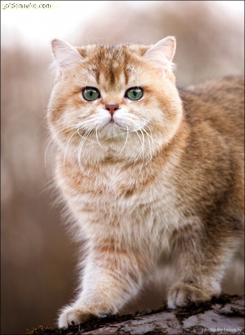 Кот Золотой Коррадо редкие и удивительные фотографии