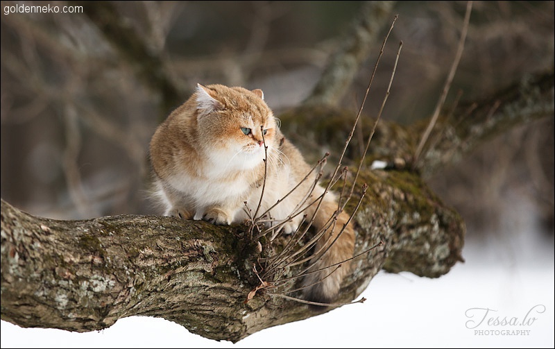 Кот Золотой Коррадо редкие и удивительные фотографии