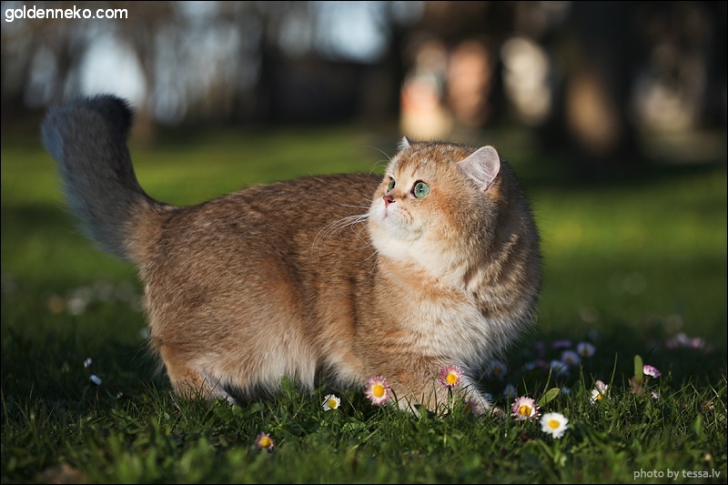 Кот Золотой Коррадо редкие и удивительные фотографии