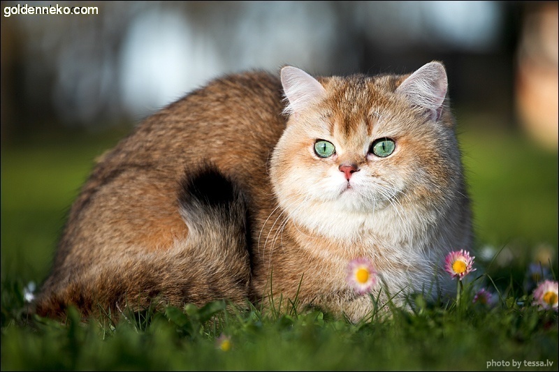 Кот Золотой Коррадо редкие и удивительные фотографии