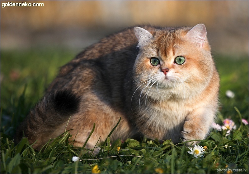 Кот Золотой Коррадо редкие и удивительные фотографии