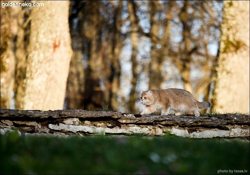 Кот Золотой Коррадо редкие и удивительные фотографии