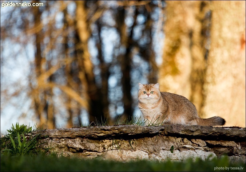 Кот Золотой Коррадо редкие и удивительные фотографии