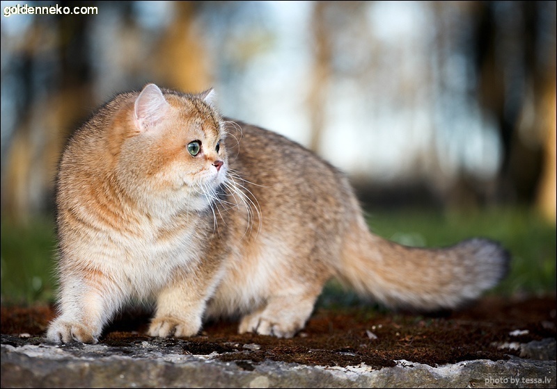 Кот Золотой Коррадо редкие и удивительные фотографии