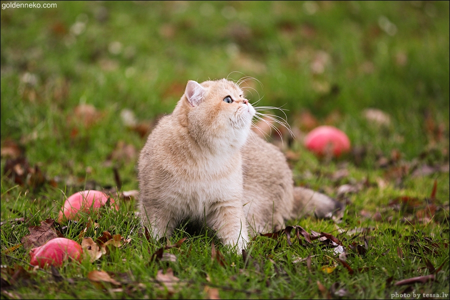 Кот Золотой Коррадо редкие и удивительные фотографии