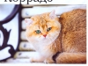 1-zolotoy-korrado-of-golden-neko-moj-drug-koshka-2013-2