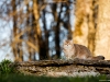 Кот Золотой Коррадо редкие и удивительные фотографии