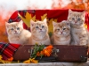 Red Golden Ticked Tabby cats BRITISH shorthairr