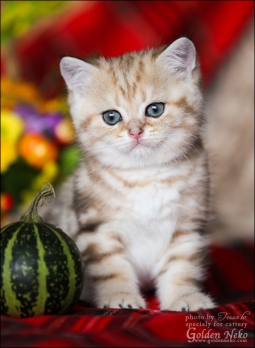 w-golden-brian-of-golden-neko-7-weeks-15