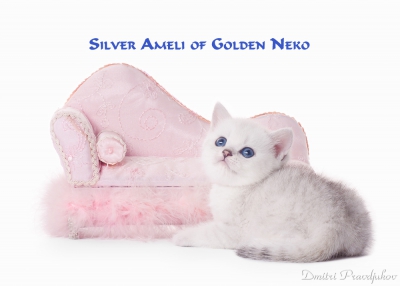 Silver Ameli of Golden Neko