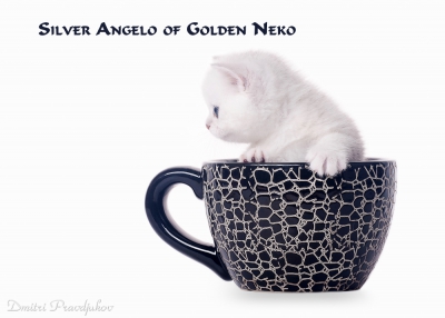 Silver Angelo of Golden Neko