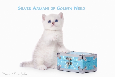 Silver Armani of Golden Neko