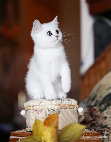 w-silver-armani-of-golden-neko-9-weeks9