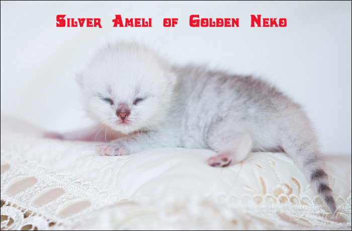 Silver Ameli of Golden Neko