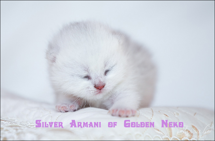 Silver Armani of Golden Neko