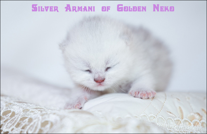 Silver Armani of Golden Neko