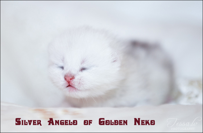 Silver Angelo of Golden Neko