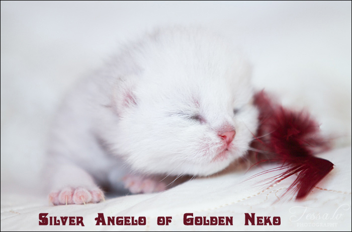 Silver Angelo of Golden Neko