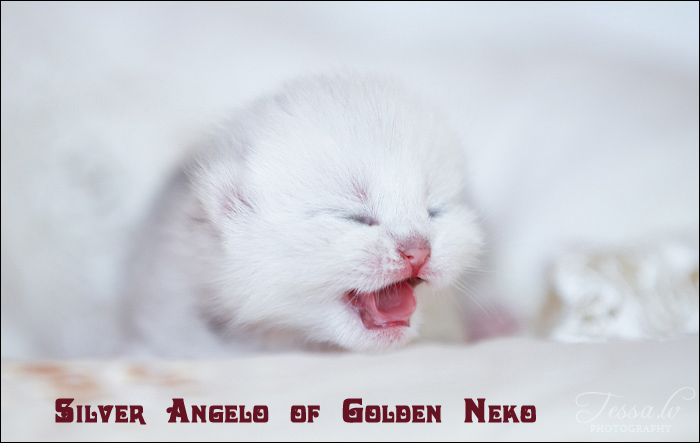 Silver Angelo of Golden Neko