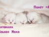 pomyot-a-2012-Помёт А питомника Голден Некоgoldenneko-golden-silver-kittens