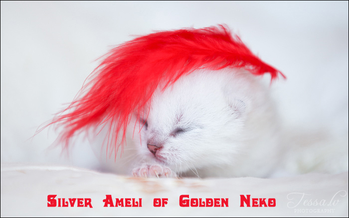 Silver Ameli of Golden Neko