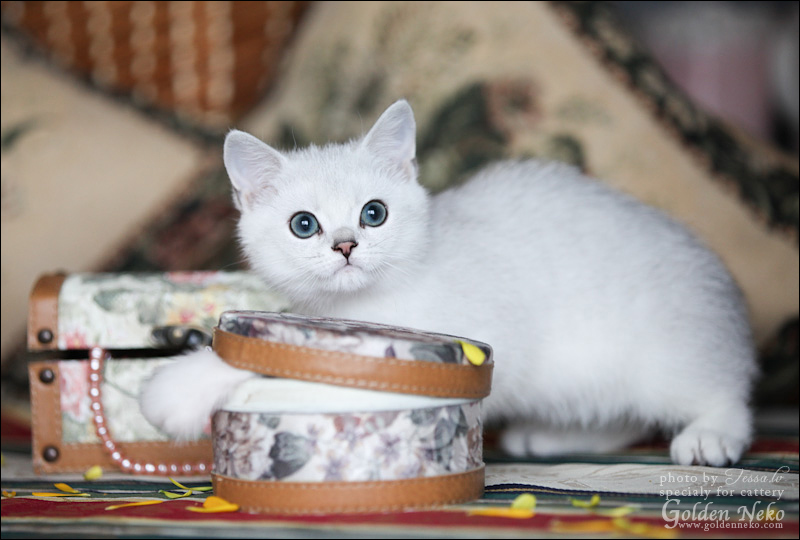 w-silver-ameli-of-golden-neko-9-weeks5