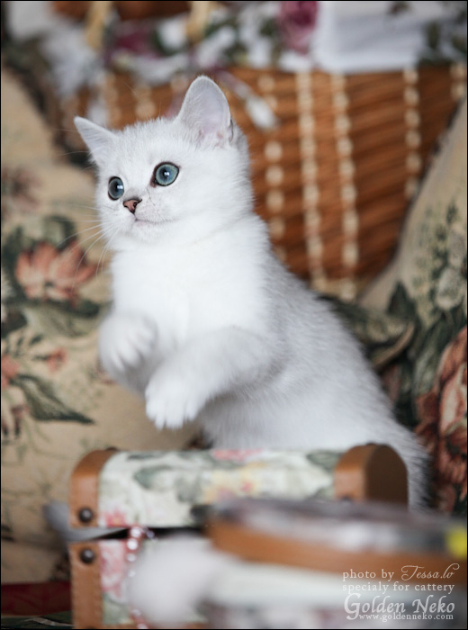 w-silver-ameli-of-golden-neko-9-weeks9