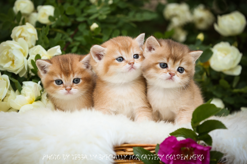 golden chinchilla kittens for sale